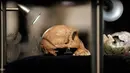 Homo Naledi Hominin tingginya sekitar 1,5 meter dengan berat sekitar 45 kg dan volume otaknya sebesar jeruk, Afsel, Selasa (9/5). Penemuan Homo naledi di goa Rising Star di Afrika Selatan mengundang decak kagum sekaligus pertanyaan. (AFP/GULSHAN KHAN)