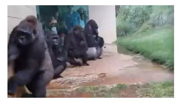 Video Lucu Gorila Ini yang Hindari Hujan Bikin Gemas