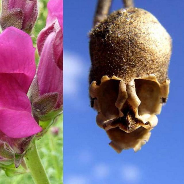 Berbentuk Mirip Tengkorak Ternyata Bunga Snapdragon Bisa Cegah