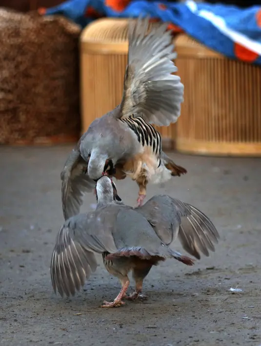 Dua ekor burung partridge (chukar) saat diadu dalam pertarungan tradisional di Erbil, Irak (13/5). Pertarungan burung yang sering berdiam di tanah ini telah digemari sejak puluhan tahun lalu. (AFP PHOTO/Safin Hamed)