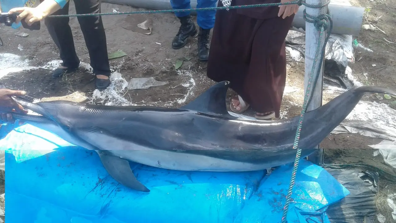 Lumba-lumba yang ditemukan terdampar di Pantai Bopong, Kebumen, akhirnya mati lantara luka yang dideritanya. (Foto: Liputan6.com/BKSDA/Muhamad Ridlo)