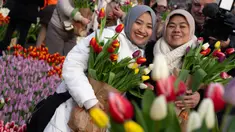 Ribuan orang memetik bunga tulip gratis pada Hari Tulip Nasional yang menandai dibukanya musim tulip 2024 di Museum Square, Amsterdam, Belanda, Sabtu (20/1/2024). (AP Photo/Peter Dejong)