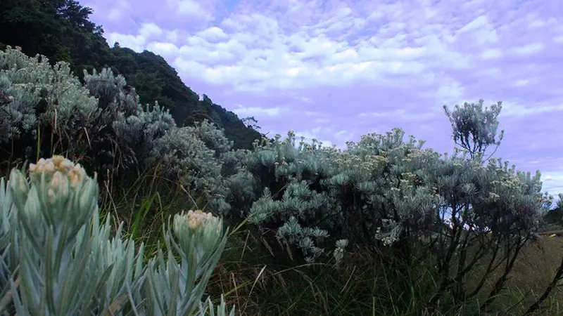 Taman Nasional Gunung Gede - Pangrango