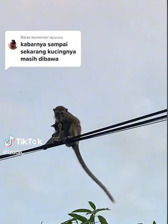 Aksi Monyet 'Culik' Kucing dan Dibawa ke Atas Tiang Listrik Ini Bikin Heboh Warga