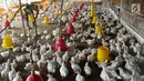 Peternak memberikan makan pada ayam pedaging broiler di kawasan Cipelang, Bogor, Jawa Barat, Selasa (24/7). Menurut peternak, kenaikan daging ayam disebabkan harga day old chicken (DOC) atau  bibit ayam yang fluktuatif. (Merdeka.com/Arie Basuki)