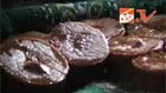 liputan6
