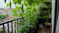 7 Inspirasi Kebun Pare Mini di Balkon Rumah yang Produktif dan Hemat Tempat
