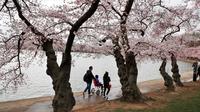Wisawatan berjalan melintasi pohon Sakura yang sedang mekar di Washington (4/2). Festival Cherry Blossom tahun ini berlangsung dari 20 Maret sampai 15 April. (AP Photo/Jacquelyn Martin)