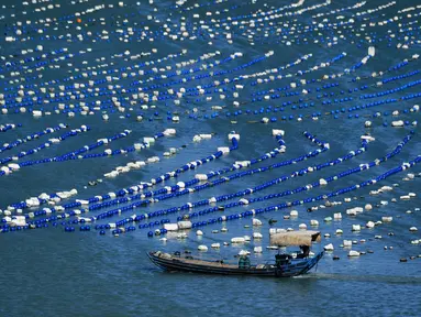 Foto yang diabadikan pada 10 November 2020 ini menunjukkan sebuah perahu nelayan berlayar di kawasan budi daya akuakultur di Wilayah Lianjiang, Provinsi Fujian, China tenggara. (Xinhua/Wei Peiquan)