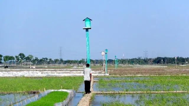 20160318-Burung Hantu Cilacap