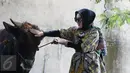 Penyanyi Syahrini saat melihat sapi yang akan dikurbankan dikediamannya di kawasan Bogor, Jawa Barat, Senin (12/9). Syahrini berharap saat Idul Adha tahun depan bisa berkurban lebih dari 3 sapi. (Liputan6.com/Herman Zakharia)