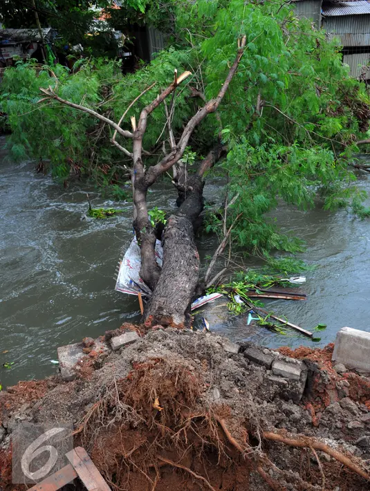 Tampak pohon tumbang di bantaran kali poris Tangerang, Jum'at, (26/2).Pohon tumbang akibat intensitas hujan yang tinggi di kawasan Tangerang. (Liputan6.com/Faisal R Syam)