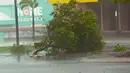 Gambar yang diambil dari video memperlihatkan pohon tumbang diterjang Topan Debbie di Bowen, Australia timur, Selasa, (28/3). Akibat badai ini dilaporkan sebanyak 25 ribu warga dievakuasi . (AuBC melalui AP)