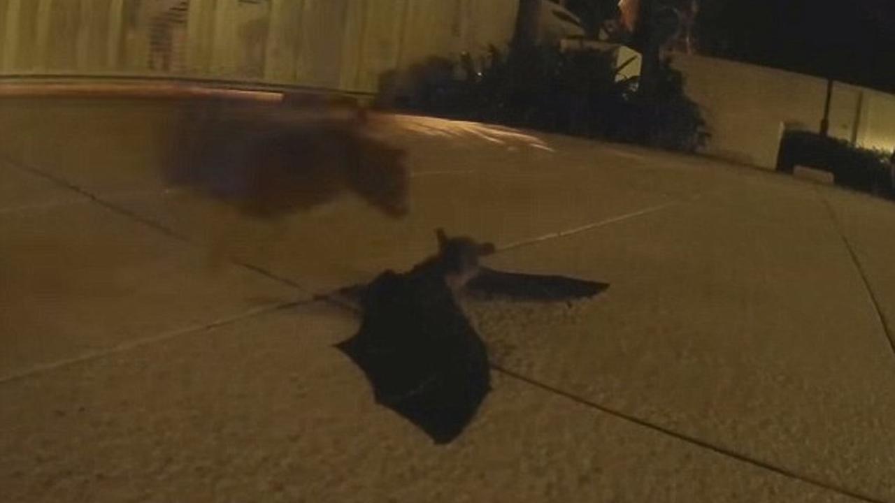 Momen Mengharukan Bayi Kelelawar Bertemu Induk