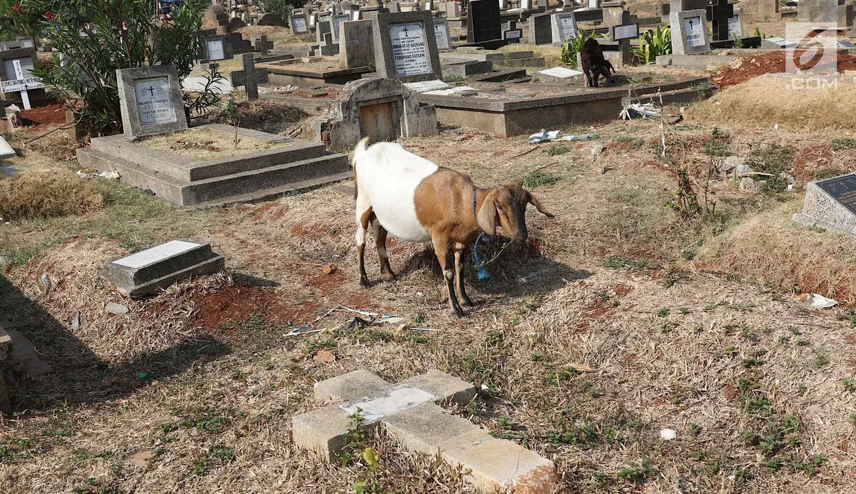 Kambing mencari makan di sekitar TPU Menteng Pulo, Jakarta, Selasa (9/10). Semakin berkurangnya lahan hijau menyebabkan peternak di Ibukota menggembalakan kambing tidak pada tempatnya. (Liputan6.com/Immanuel Antonius)