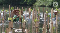 Pekerja membudidayakan bibit pohon mangrove di Taman Wisata Alam Mangrove, Angke Kapuk, Jakarta, Kamis (23/6/2022). Kawasan hijau seluas 99,82 hektare ini dikenal sebagai kawasan konservasi alam mangrove yang dimanfaatkan untuk wisata dan rekreasi alam. (merdeka.com/Arie Basuki)