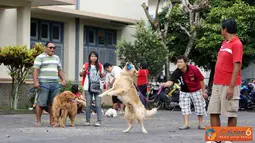 Citizen6, Yogyakarta: Kontes ketangkasan anjing ini dilaksanakan di halaman depan Rumah Sakit Hewan Prof. Soeparwi, UGM Yogyakarta. (Pengirim: Duta) 