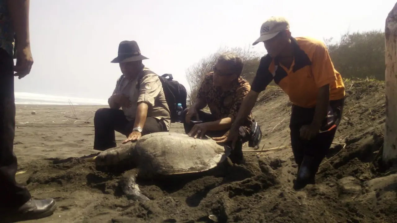 Seekor Penyu Hijau (Chelonia mydas) ditemukan mati di Pantai Laguna Lembupurwo, Kebumen. (Foto: Liputan6.com/Marzuki/Muhamad Ridlo)