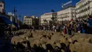 Kawanan domba melewati Alun-Alun Sol, Madrid, Spanyol, Minggu (24/10/2021). Para gembala memandu domba melewati jalan-jalan Madrid untuk membela hak penggembalaan dan migrasi kuno yang semakin terancam oleh urban sprawl dan praktik pertanian modern. (AP Photo/Manu Fernandez)