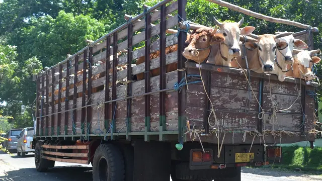 Lalu lintas hewan ternak antar daerah meningkat menjelang Hari Raya Idul Adha. (Foto: Liputan6.com/Muhamad Ridlo)