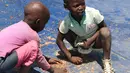 Anak-anak mengumpulkan biji gandum yang tercecer saat distribusi bantuan makanan di Chiredzi Mupinga, Zimbabwe, Selasa (6/10). Puluhan juta orang di sub-Sahara Afrika terancam kelaparan akibat siklus El Nino mencapai puncaknya.(REUTERS/Philimon Bulawayo)
