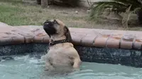 Cuzzie si anjing menyukai berendam dan bersantai di bak air panas.