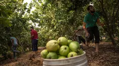 Petani Palestina mengumpulkan jambu biji pada awal musim panen tahunan di Khan Younis, Jalur Gaza Selatan, Rabu (7/9/2022). Berbagai jenis buah dan sayur bisa tumbuh subur di Gaza, salah satunya jambu biji. (AP Photo/Fatima Shbair)
