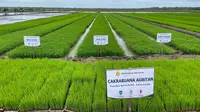 Hasil Survei Tunjukkan Lahan Cetak Sawah di Kabupaten Merauke Layak Tanam