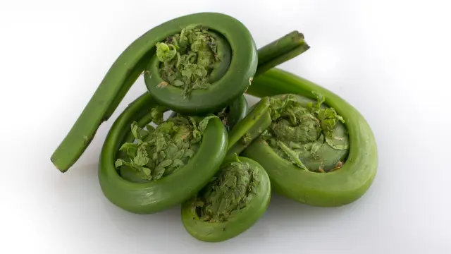 Pucuk Pakis