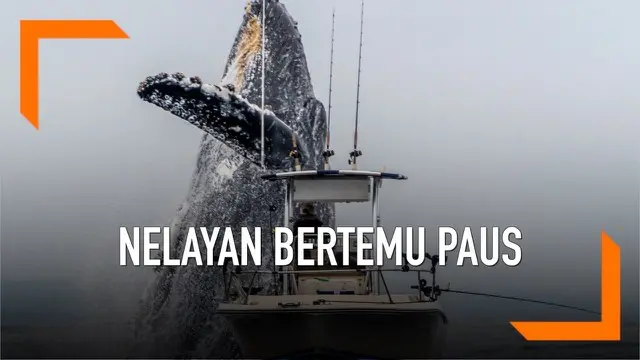 Seekor Paus Humpback atau Paus Bungkuk tertangkap kamera tengah melesat keluar dari laut dekat dengan perahu seorang nelayan. Paus diperkirakan memiliki bobot sekitar 28 hingga 33 ton.