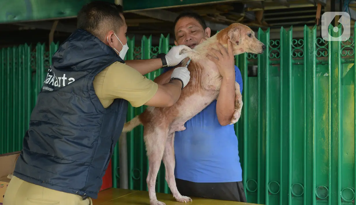 Petugas menyuntikkan vaksin rabies pada seekor anjing peliharaan warga di kelurahan Bukit Duri, Jakarta, Selasa (24/8/2021). Dinas Ketahanan Pangan, Kelautan, dan Pertanian (KPKP) memberikan vaksinasi rabies bagi hewan peliharaan warga untuk mengantisipasi penyakit rabies. (merdeka.com/Imam Buhori)