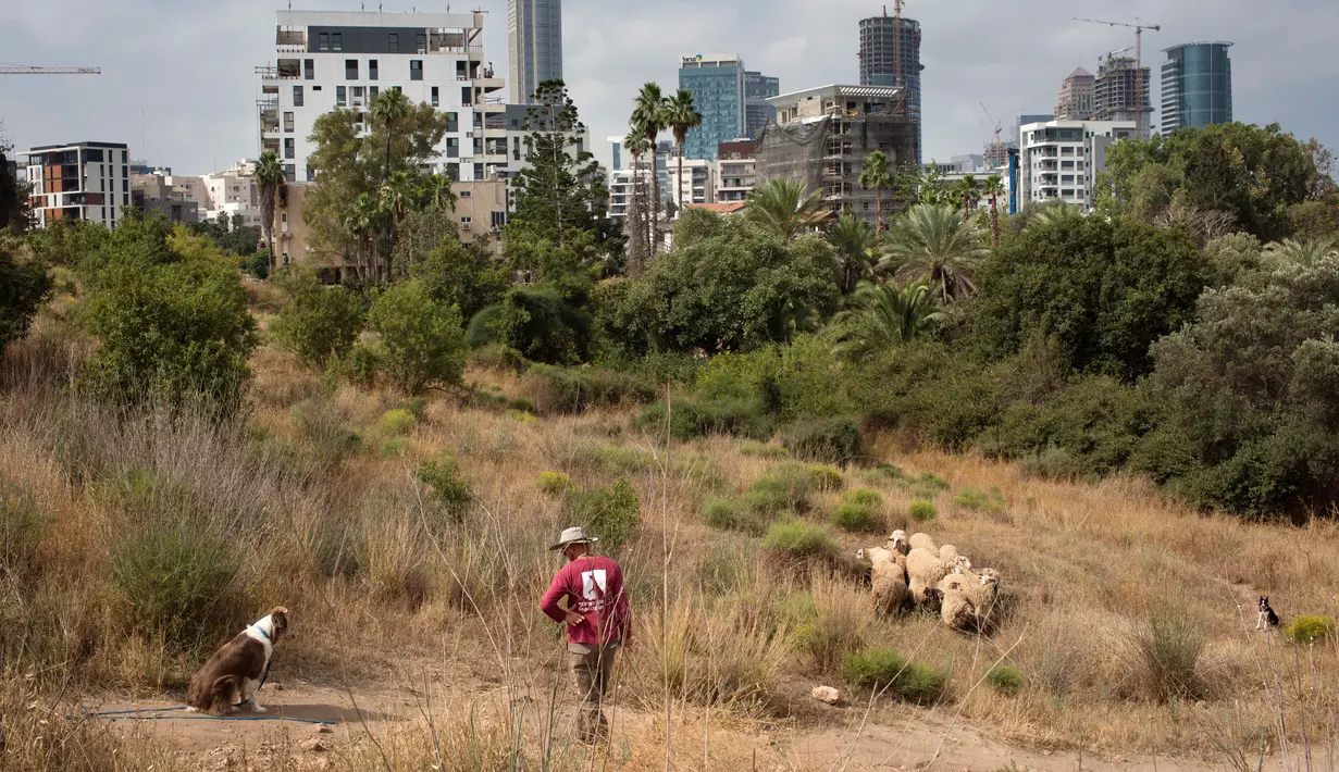 Penggembala mengawasi sekelompok kecil domba saat merumput di sebuah ladang yang berada di antara gedung pencakar langit Tel Aviv, Israel, Senin (28/5). (AP Photo/Oded Balilty)