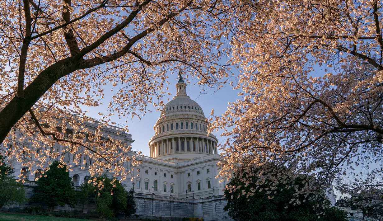 Gedung Capitol atau kantor Kongres terlihat di tengah pohon sakura yang bermekaran di Washington, Amerika Serikat, Senin (1/4). Bunga sakura ini merupakan pemberikan Wali Kota Tokyo pada tahun 1912 yang meruplipakan hadiah sebagai bentuk persahabatan kedua negara. (AP/J. Scott Applewhite)