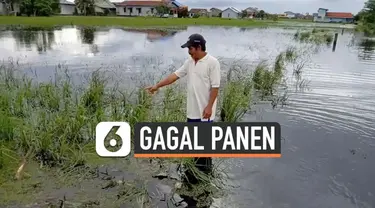 Ratusan hektare sawah di Kubu Raya, Kalimantan Barat terancam gagal panen akibat terendam banjir.