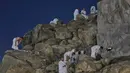 Umat Muslim menunaikan salat di puncak bukit berbatu yang dikenal sebagai Jabal Rahmah atau Gunung Rahmat, di Dataran Arafah, selama ibadah haji tahunan di dekat kota suci Mekah, Arab Saudi, Selasa 26 Mei 2026. (AP Photo/Altaf Qadri)