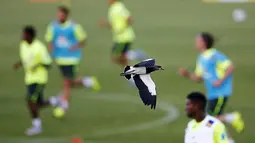 Seekor burung terbang melintas saat para pemain timnas sepak bola Brasil berlatih mempersiapkan diri untuk turnamen Copa America. (Reuters/Ricardo Moraes)
