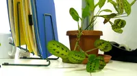 Beri kesegaran tumbuhan hijau di meja kerja Anda (Foto:www.samsill.com)