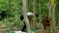 12 orangutan dewasa kembali di pindahkan ke lokasi pra pelepasliaran di Pulau Salat, Kabupaten Pulang Pisau (Liputan 6 SCTV) 