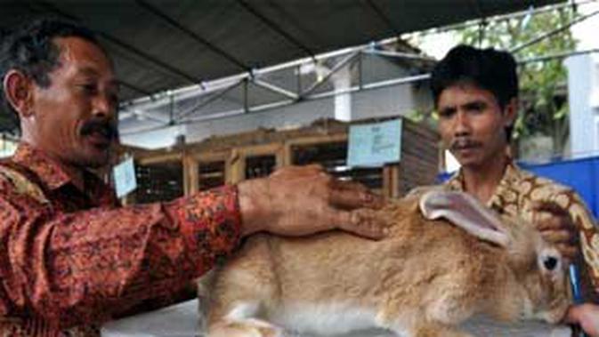 Kelompok Tani Temanggung Gelar Kontes Kelinci News Liputan6 Com