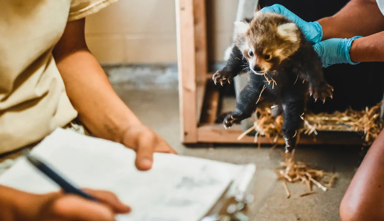 Kebun Binatang Virginia di Norfolk mengumumkan kelahiran panda merah kembar tiga pada 19 Agustus 2019. Dua bayi jantan dan satu betina tersebut lahir pada 18 Juni lalu. (The Virginia Zoo via AP)
