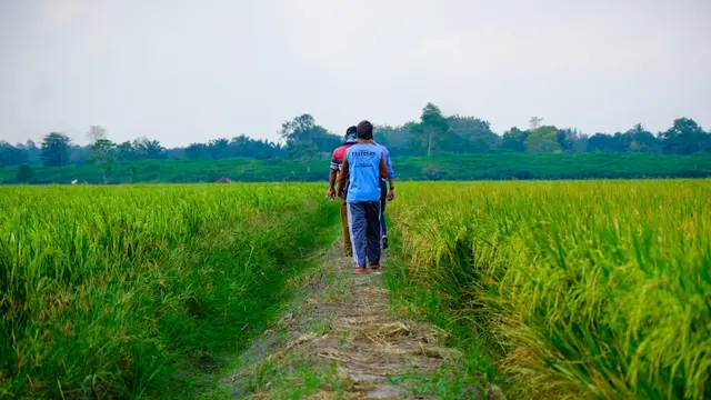 Produktivitas panen padi kedua petani di area sawah Desa Kedung Rawa Sidoarjo naik signifikan dibanding sebelumnya.