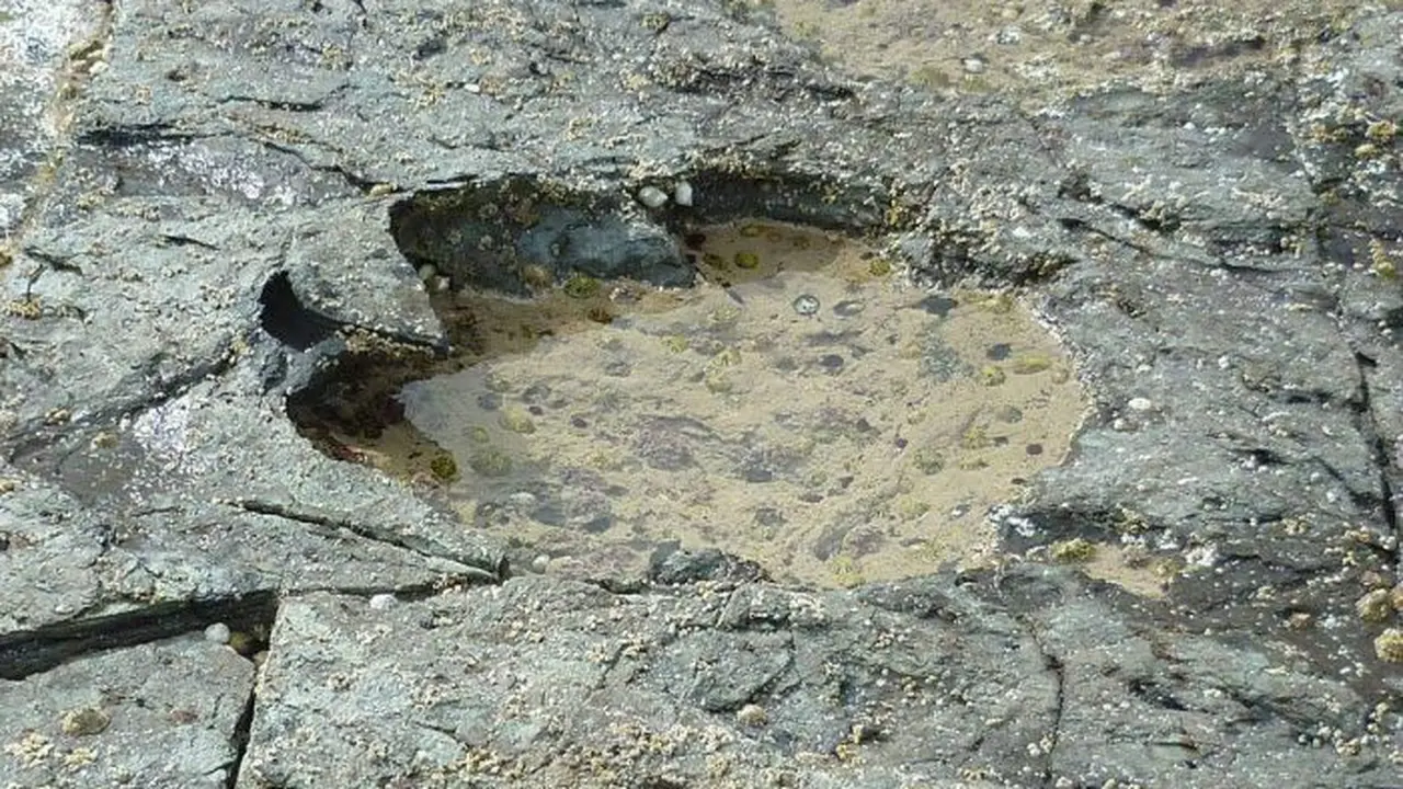 Salah satu jejak kaki dinosaurus langka yang ditemukan di Skotlandia (SWSN/AP Photos)