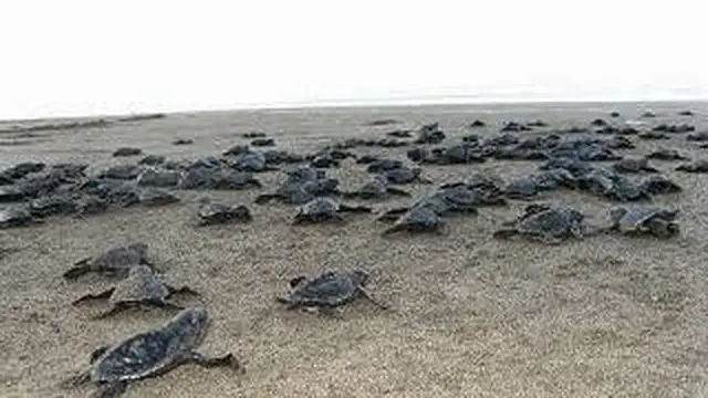 Pantai Ngagelan Tempat Surganya Penyu di Pantai Selatan Jawa Taman Nasional Alas Purwo Banyuwangi. (istimewa)