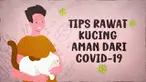 Pandemi Covid-19 membuat semua orang saat ini harus selalu menjaga kesehatan dan kebersihannya. Tidak dipungkiri juga terhadap hewan-hewan. Ini dia tips rawat kucing selama Pandemi Covid-19.