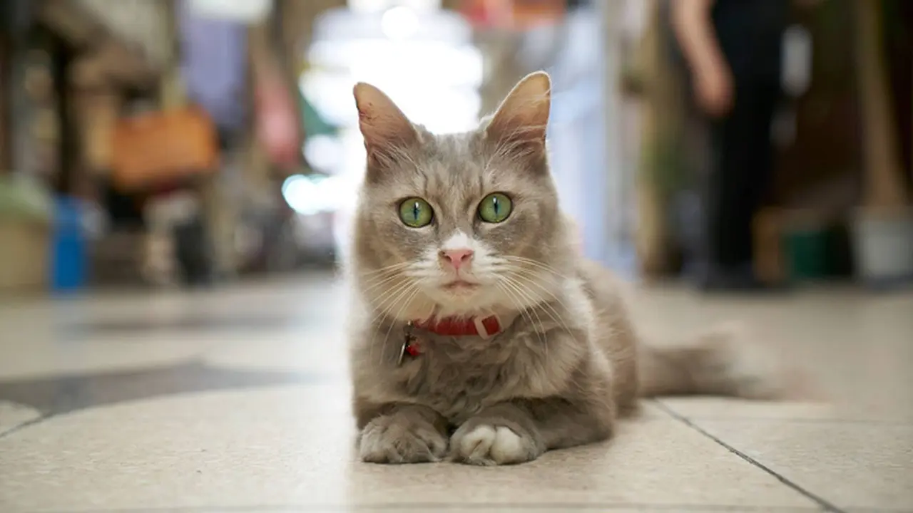 Jepang Ciptakan Peta Unik untuk Menjelajah Kota Layaknya Kucing