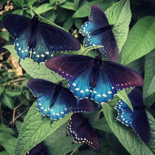 Kupu-kupu langka bernama Pepivine Swallowtail | Photo: Copyright odditycentral.com