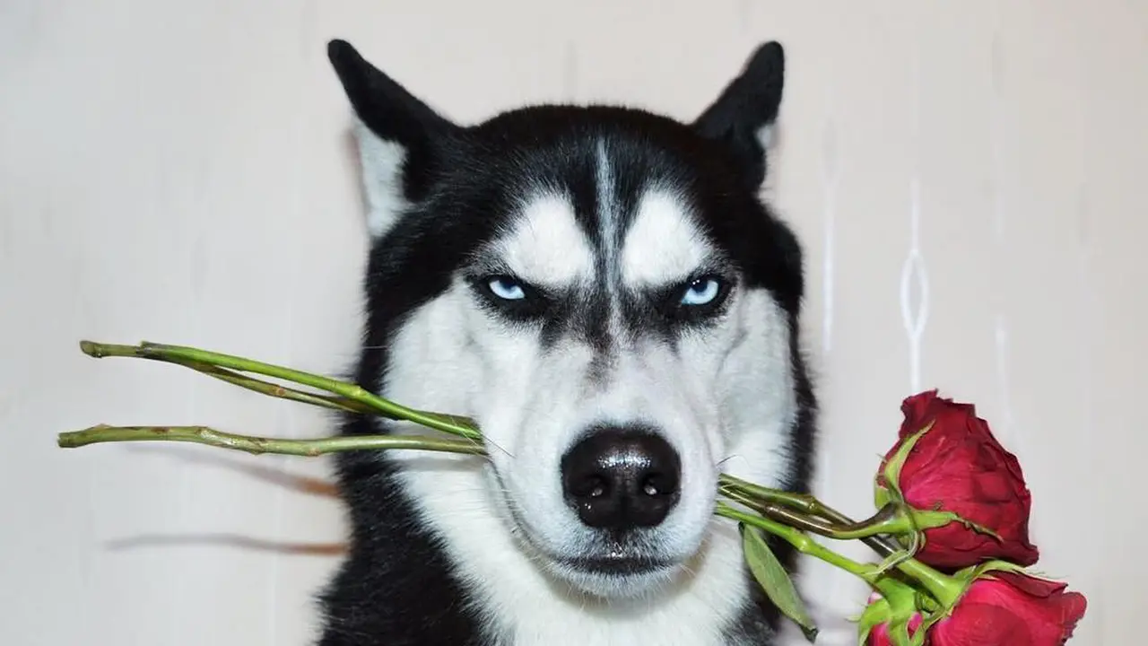 [Bintang] Anjing 