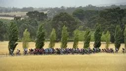 Para pebalap melintasi Barossa Valley dalam kejuaraan balap sepeda Tour Down Under Etape 1 dari Prospect menuju Lyndoch di Adelaide, Australia, (19/1/2016). (AFP/David Mariuz)
