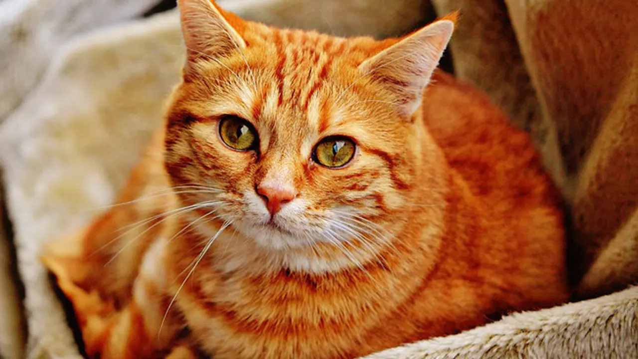 Ilustrasi Kucing