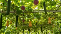 6 Inspirasi Kebun Timun Rambat di Atas Kanopi Rumah, Bikin Sejuk, Estetik, dan Panen Melimpah